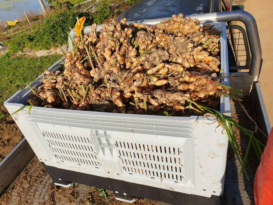 Collapsible Box for Harvest