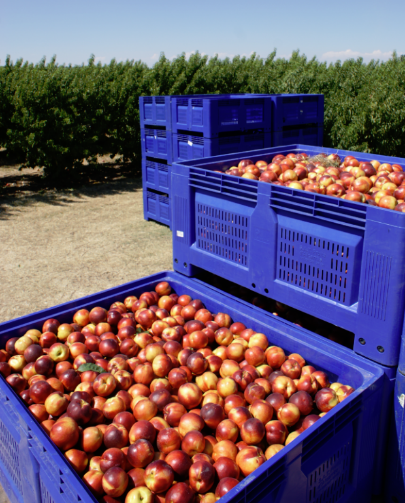 Vented plastic pallet box for fruits and vegetables