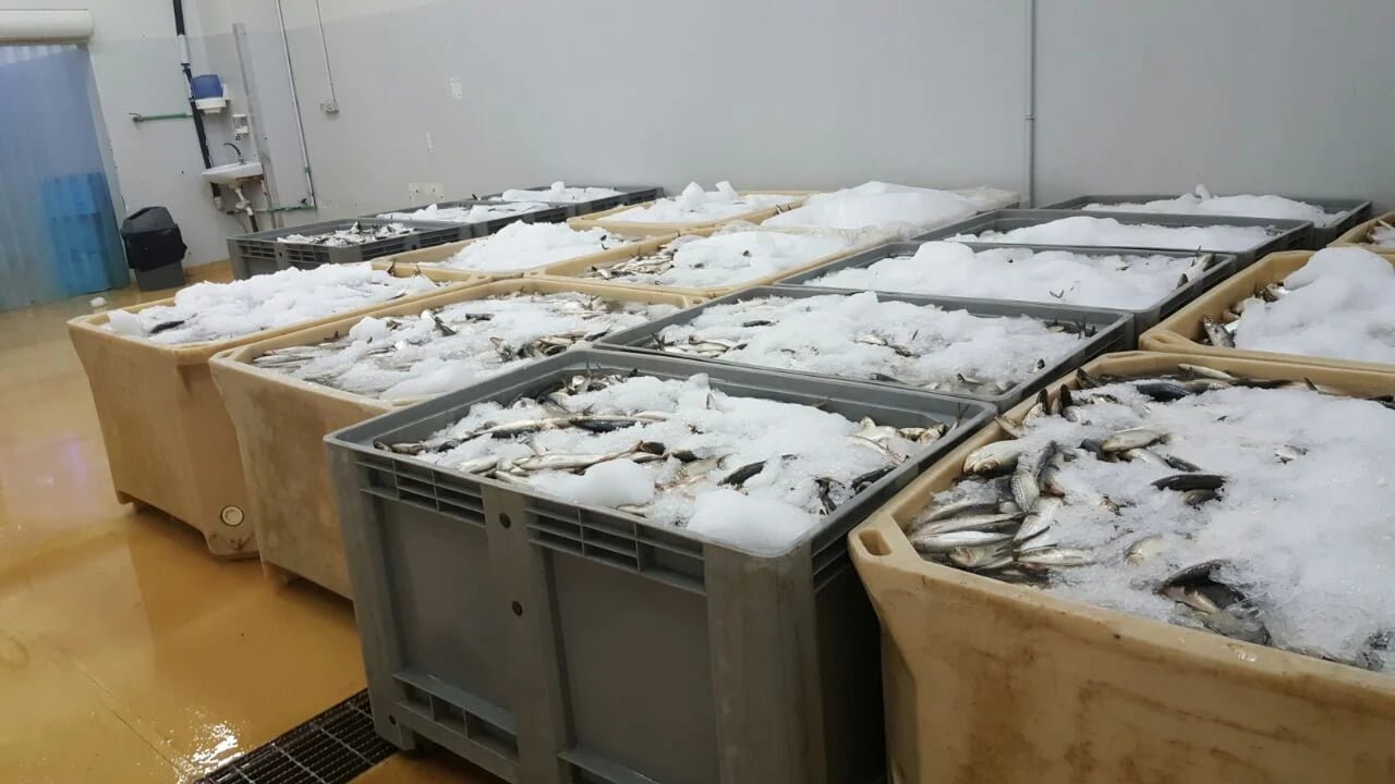 Rigid pallet container for frozen seafood cold chain