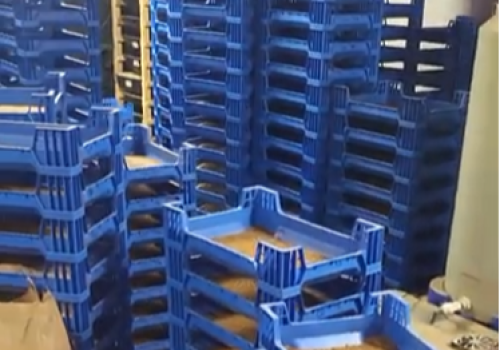 black soldier fly breeding box
