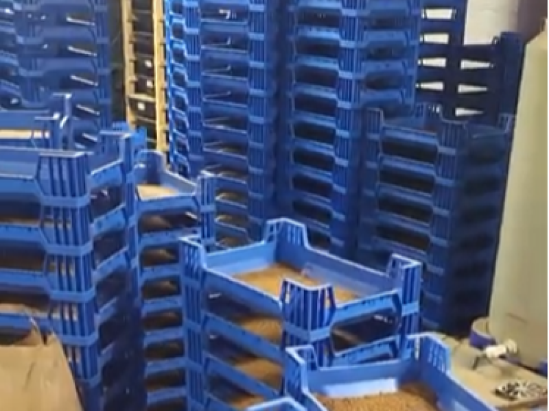 black soldier fly breeding box