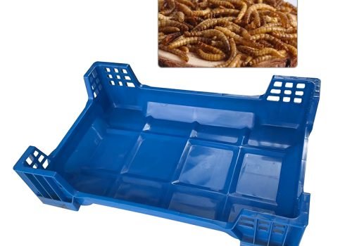 how to breed black soldier fly larvae